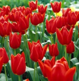 Sự T&iacute;ch Hoa Tuy L&iacute;p