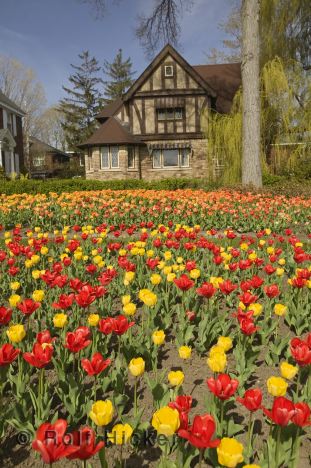 Picture of Flower Pictures