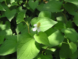 Cây rau diếp cá.