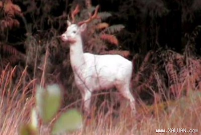 Những động vật lạ trong tuần