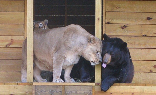 3 Những động vật lạ trong tuần