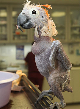 4 Những động vật lạ trong tuần