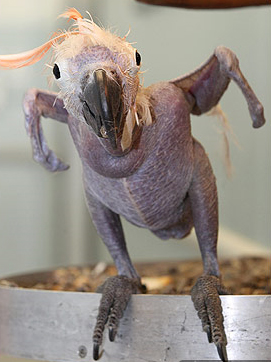 5 Những động vật lạ trong tuần