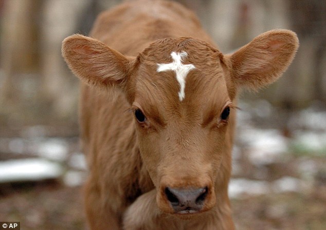 6 Những động vật lạ trong tuần