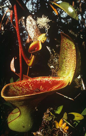 Nepenthes-lowii_1.jpg