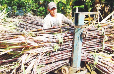 Tại các tỉnh phía Nam, mía nguyên liệu đang được thu mua ở mức 1 - 1,2 triệu đồng/tấn.
