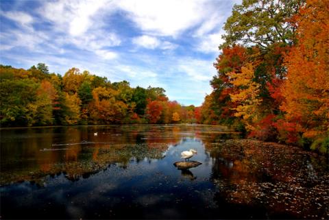 Hồ Young ở thị trấn ven biển Branford, tiểu bang Connecticut.