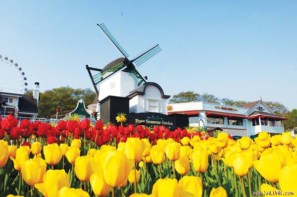 Lễ hội hoa tulip ở công viên Everland