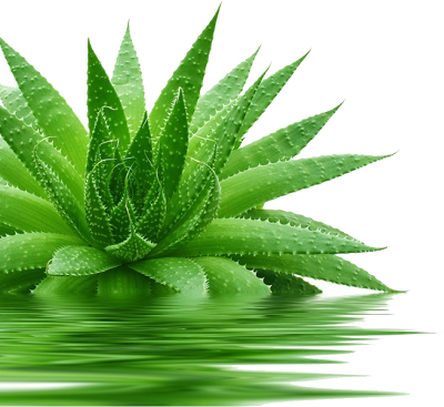 Cây lô hội (nha đam) có tác dụng giải độc, thông tiện, tuy nhiên dùng cho trẻ nhỏ cần thận trọng.