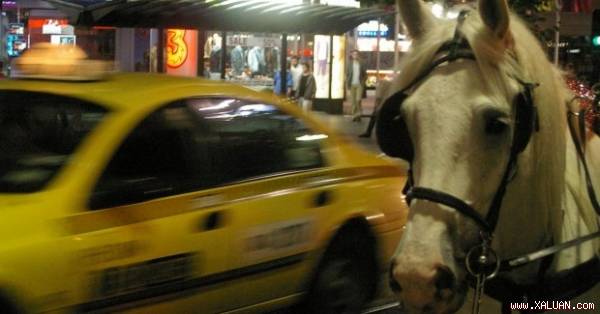 Xe ngựa di chuyển trên đường Swanton thuộc trung tâm thành phố Melbourne.