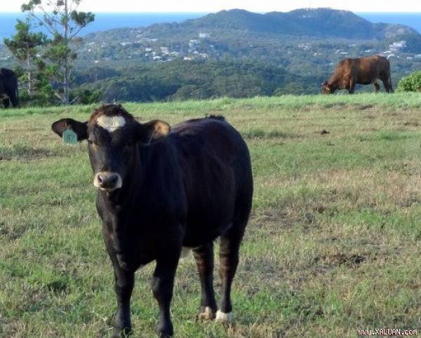 Nếu nhìn sơ qua, bạn sẽ cho rằng đây là một chú bò hoàn toàn tầm thường cho đến khi phát hiện ra hình trái tim hoàn hảo trên trán bò.