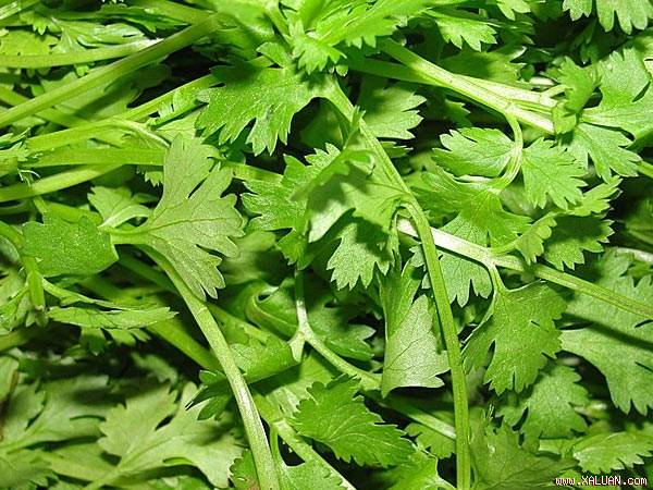 Rau mùi.
