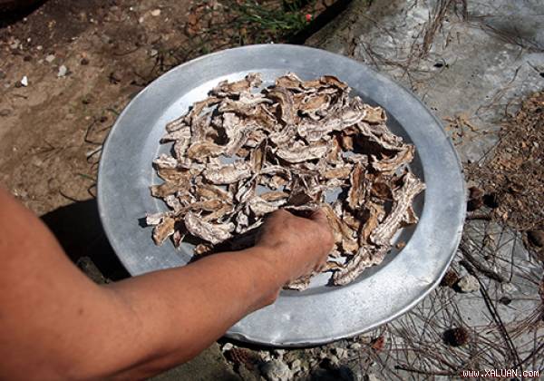 Hải sâm phơi khô để tán bột. Ảnh: Đắc Đức.