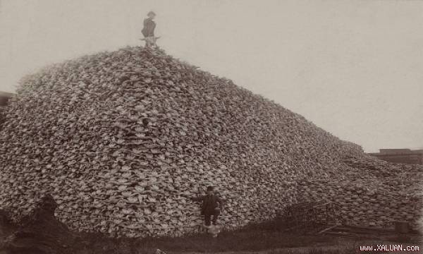 Núi xương sọ bò rừng bizon trong bức ảnh chụp năm 1870 đang chờ nghiền nhỏ và trộn thành phân bón.