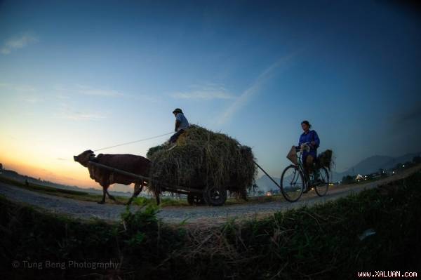 Những cánh đồng lúa Bắc Bộ rộn ràng mùa gặt