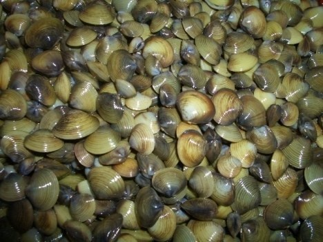 Vài bước đơn giản tách thịt hến cực nhanh