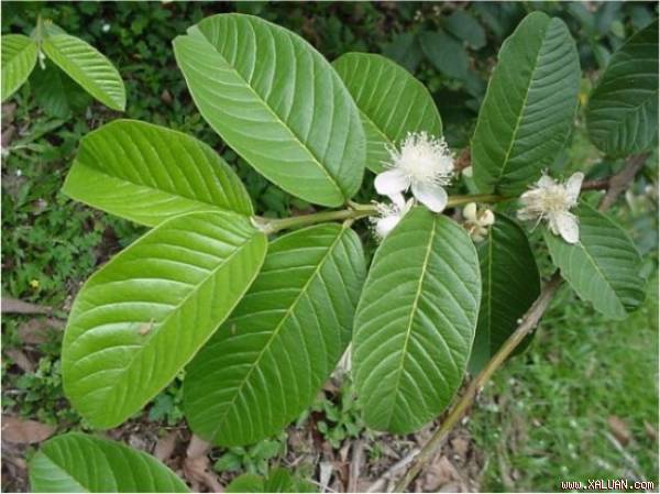 Lá ổi giảm nồng độ chất béo.