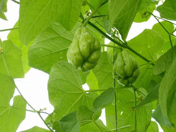 Kỹ thuật trồng su su tươi non quả chi chít trong vườn nhà - ảnh 2