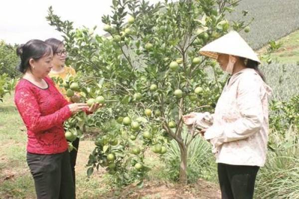 Mô hình trồng cam xoàn của gia đình chị Lê Thị Tuyết, xã Quang Trung (thị xã Bỉm Sơn) được sản xuất theo hướng an toàn.