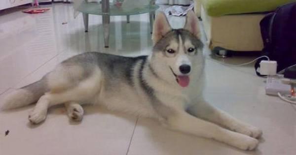 Chó husky bỗng dưng có mang, chủ nhân tò mò không biết bố chó là ai!